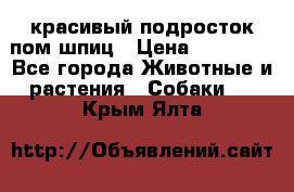 красивый подросток пом шпиц › Цена ­ 30 000 - Все города Животные и растения » Собаки   . Крым,Ялта